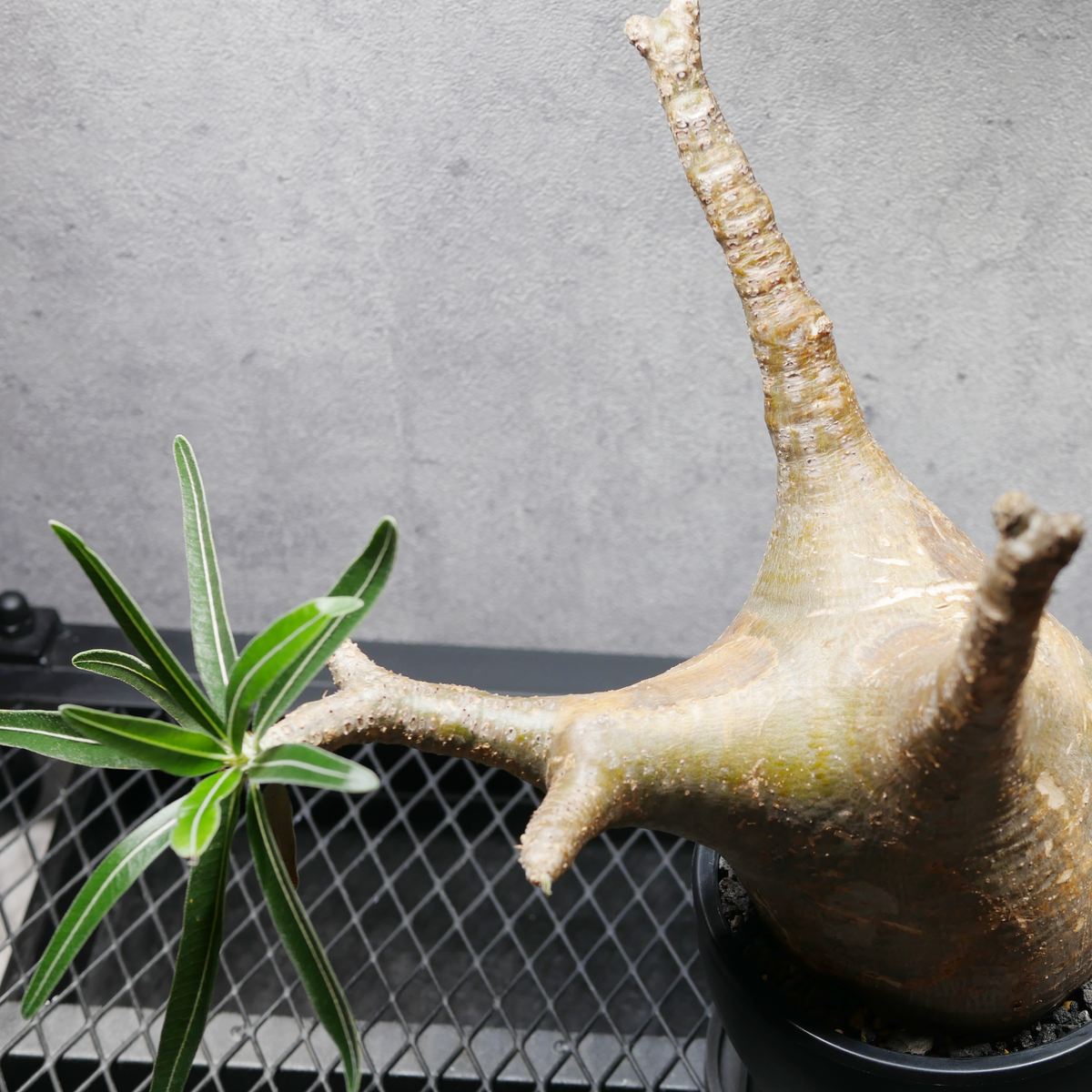 パキポディウム グラキリス LOGO ECO POT SIZE M 4.5号サイズ鉢 受け皿セット 商品画像3｜SOCIAL PLANT WORKS