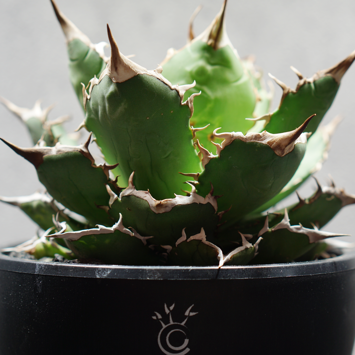 アガベ チタノタ 熊猫 パンダ LOGO ECO POT SIZE M 4.5号サイズ鉢 受け皿セット 商品画像5｜SOCIAL PLANT WORKS