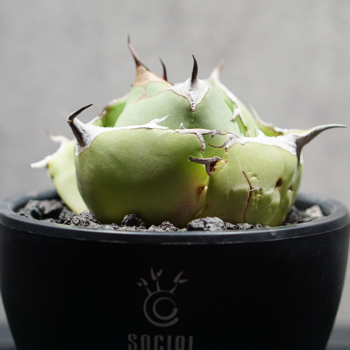 アガベ チタノタ 黒豹 ブラックパンサー LOGO ECO POT SIZE S 3.5号サイズ鉢 受け皿セット 商品画像5｜SOCIAL PLANT WORKS