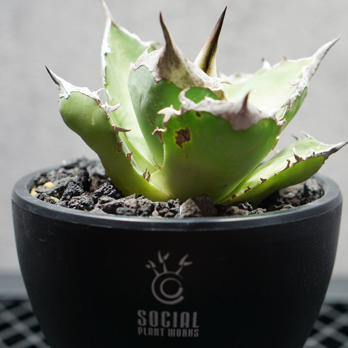アガベ チタノタ 白犀牛 シロサイ LOGO ECO POT SIZE S 3.5号サイズ鉢 受け皿セット 商品画像5｜SOCIAL PLANT WORKS