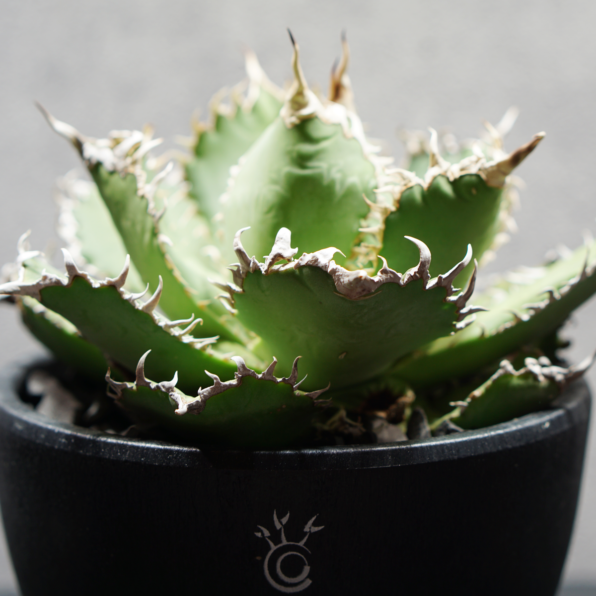 アガベ チタノタ フィリグリー05 LOGO ECO POT SIZE M 4.5号サイズ鉢 受け皿セット 商品画像5｜SOCIAL PLANT WORKS