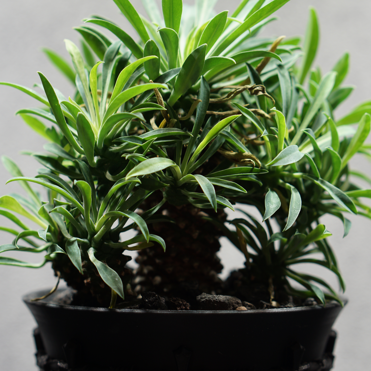 ユーフォルビア ソテツキリン05 POT HAZE SIZE S 3.5号サイズ鉢 受け皿セット 商品画像5｜SOCIAL PLANT WORKS