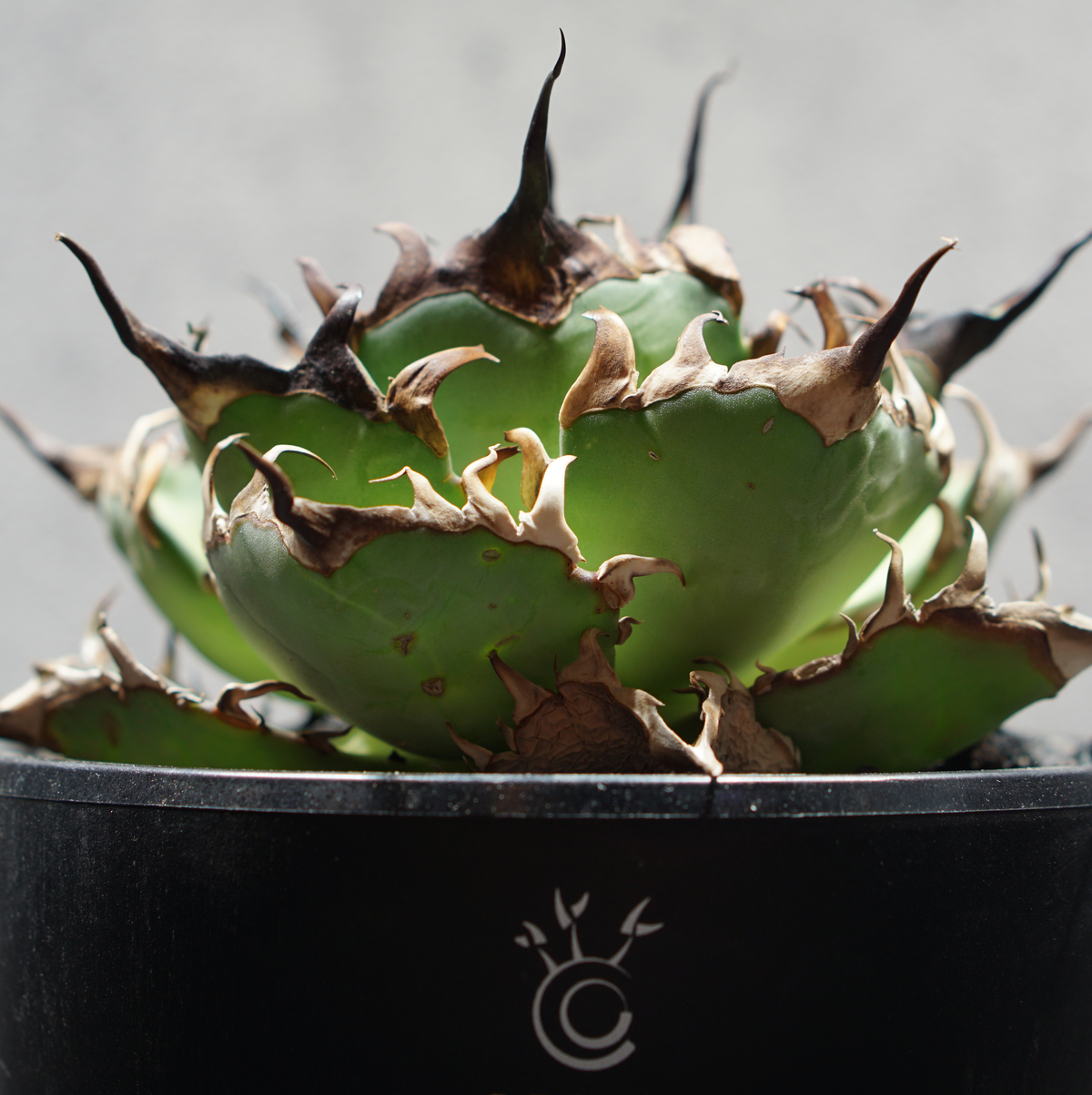 アガベ チタノタ スーパーシーザー LOGO ECO POT SIZE M 4.5号サイズ鉢 受け皿セット 商品画像5｜SOCIAL PLANT WORKS
