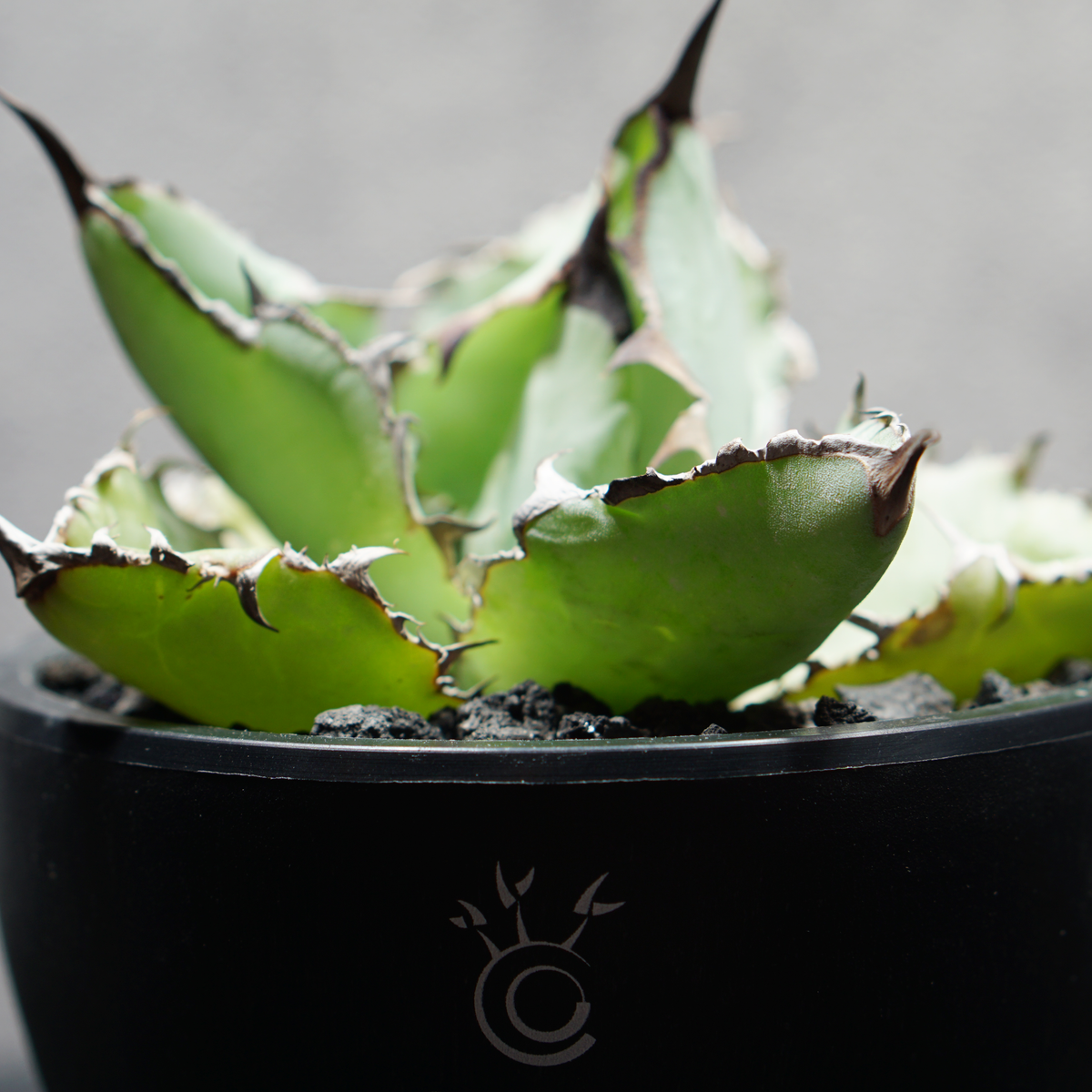 アガベ チタノタ ブラック&ブルー LOGO ECO POT SIZE S 3.5号サイズ鉢 受け皿セット 商品画像5｜SOCIAL PLANT WORKS