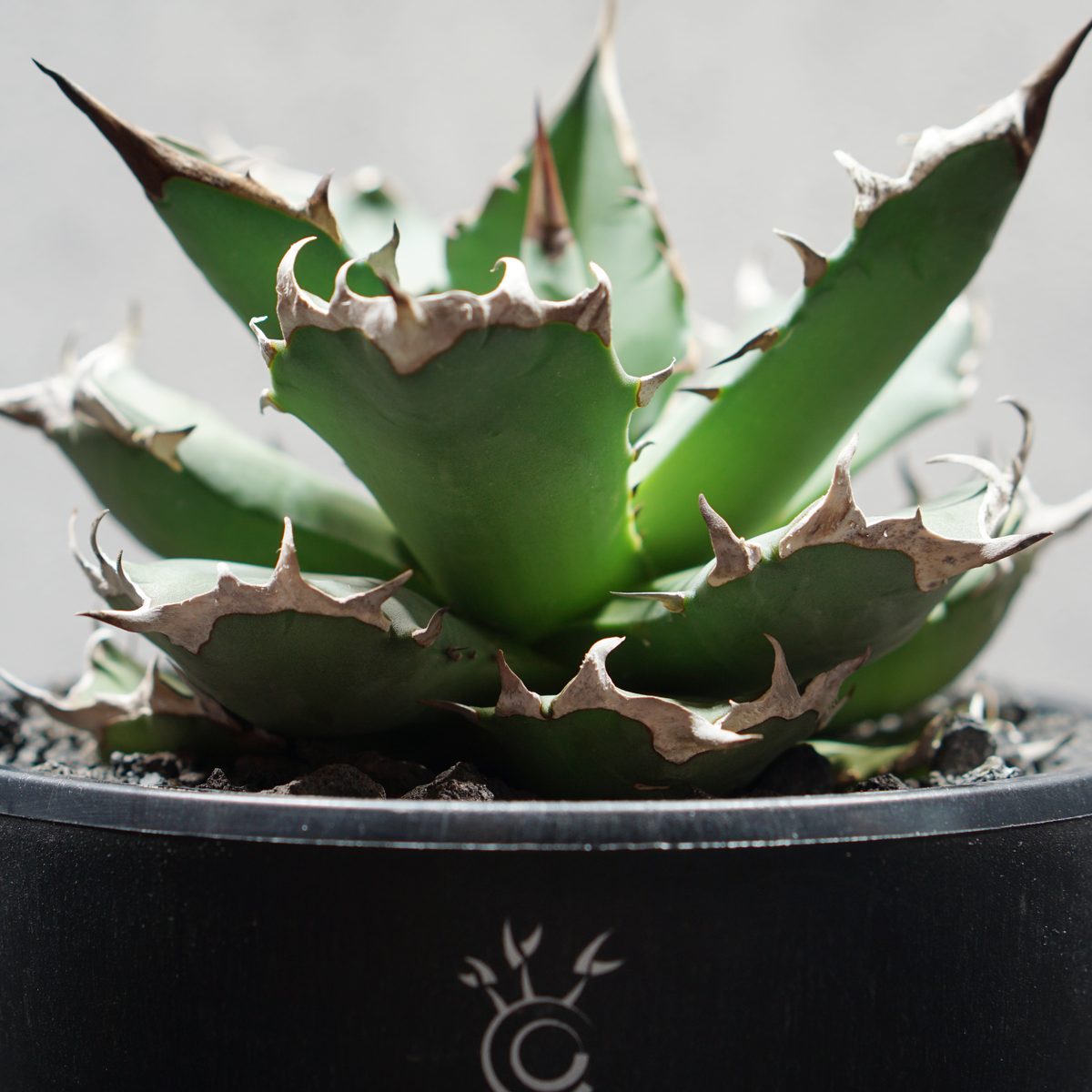 アガベ チタノタ 姫源龍02 LOGO ECO POT SIZE M 4.5号サイズ鉢 受け皿セット 商品画像5｜SOCIAL PLANT WORKS