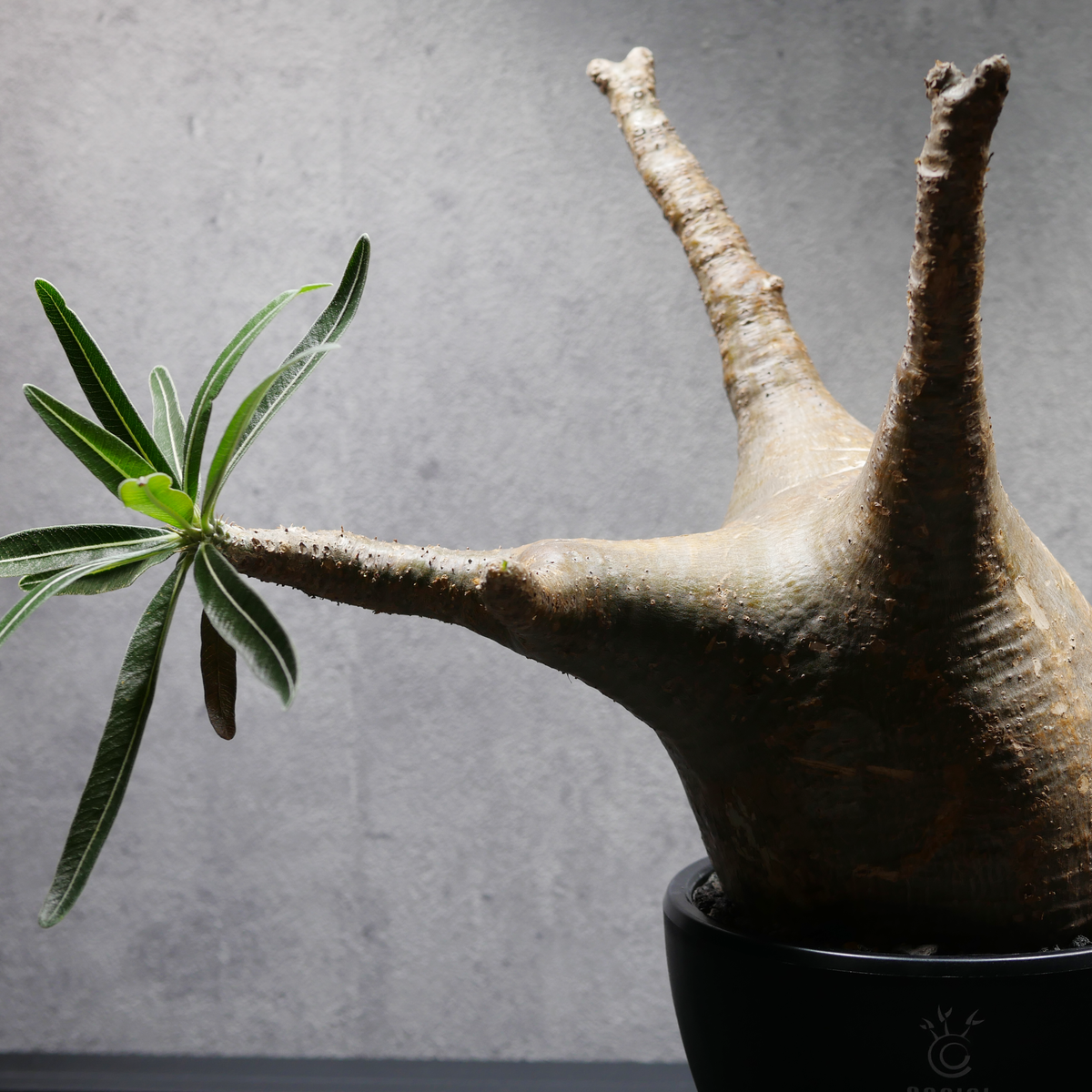 パキポディウム グラキリス LOGO ECO POT SIZE M 4.5号サイズ鉢 受け皿セット 商品画像2｜SOCIAL PLANT WORKS