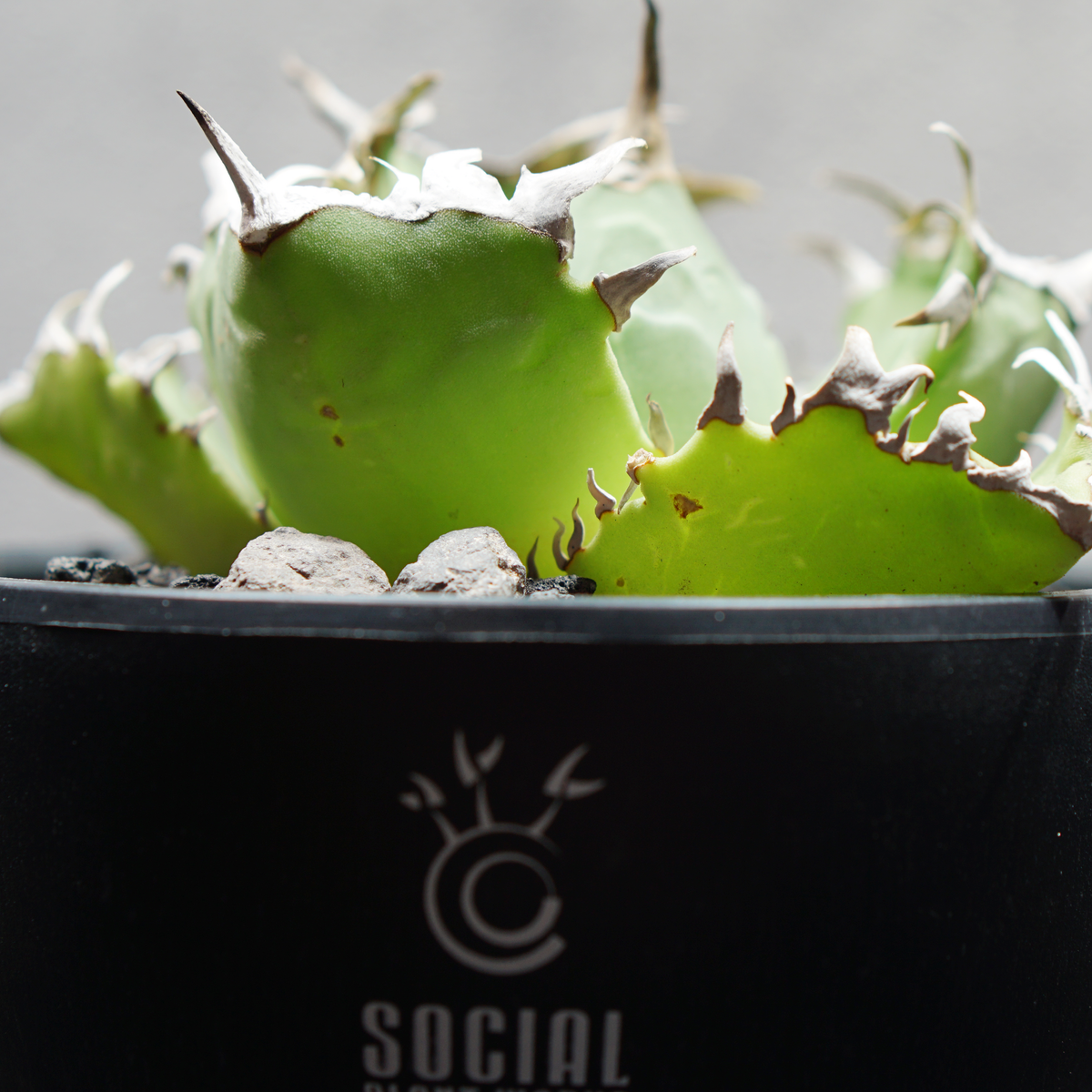 アガベ チタノタ 蟹02 クラブ LOGO ECO POT SIZE S 3.5号サイズ鉢 受け皿セット 商品画像4｜SOCIAL PLANT WORKS