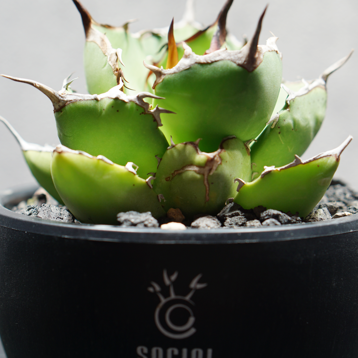 アガベ チタノタ 覇王龍 選抜株 LOGO ECO POT SIZE S 3.5号サイズ鉢 受け皿セット 商品画像5｜SOCIAL PLANT WORKS