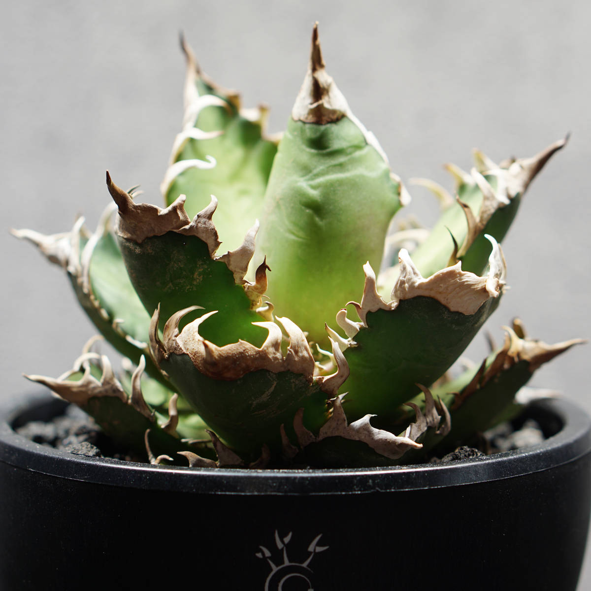 アガベ チタノタ 赤猫 LOGO ECO POT SIZE M 4.5号サイズ鉢 受け皿セット 商品画像5｜SOCIAL PLANT WORKS