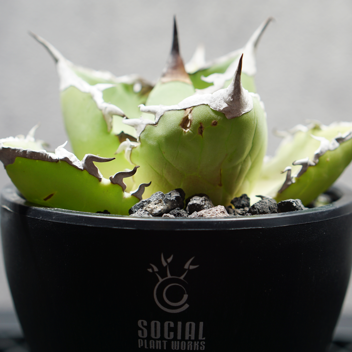 アガベ チタノタ シャークソード03 LOGO ECO POT SIZE S 3.5号サイズ鉢 受け皿セット 商品画像5｜SOCIAL PLANT WORKS