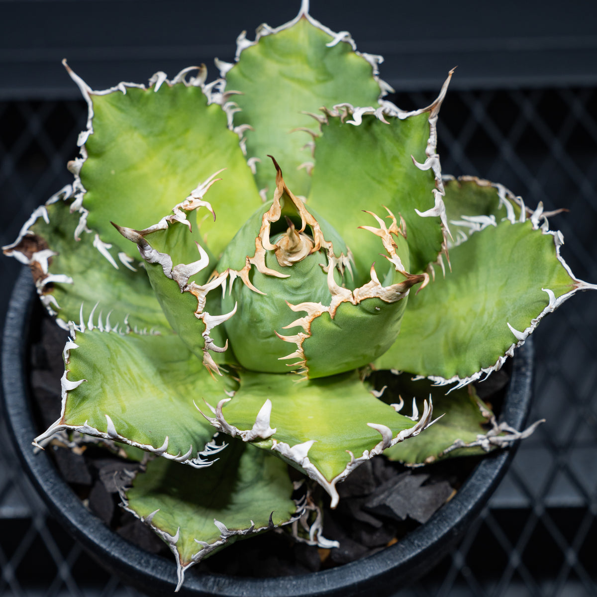 アガベ チタノタ フィリグリー06 LOGO ECO POT SIZE M 4.5号サイズ鉢 受け皿セット 商品画像7｜SOCIAL PLANT WORKS