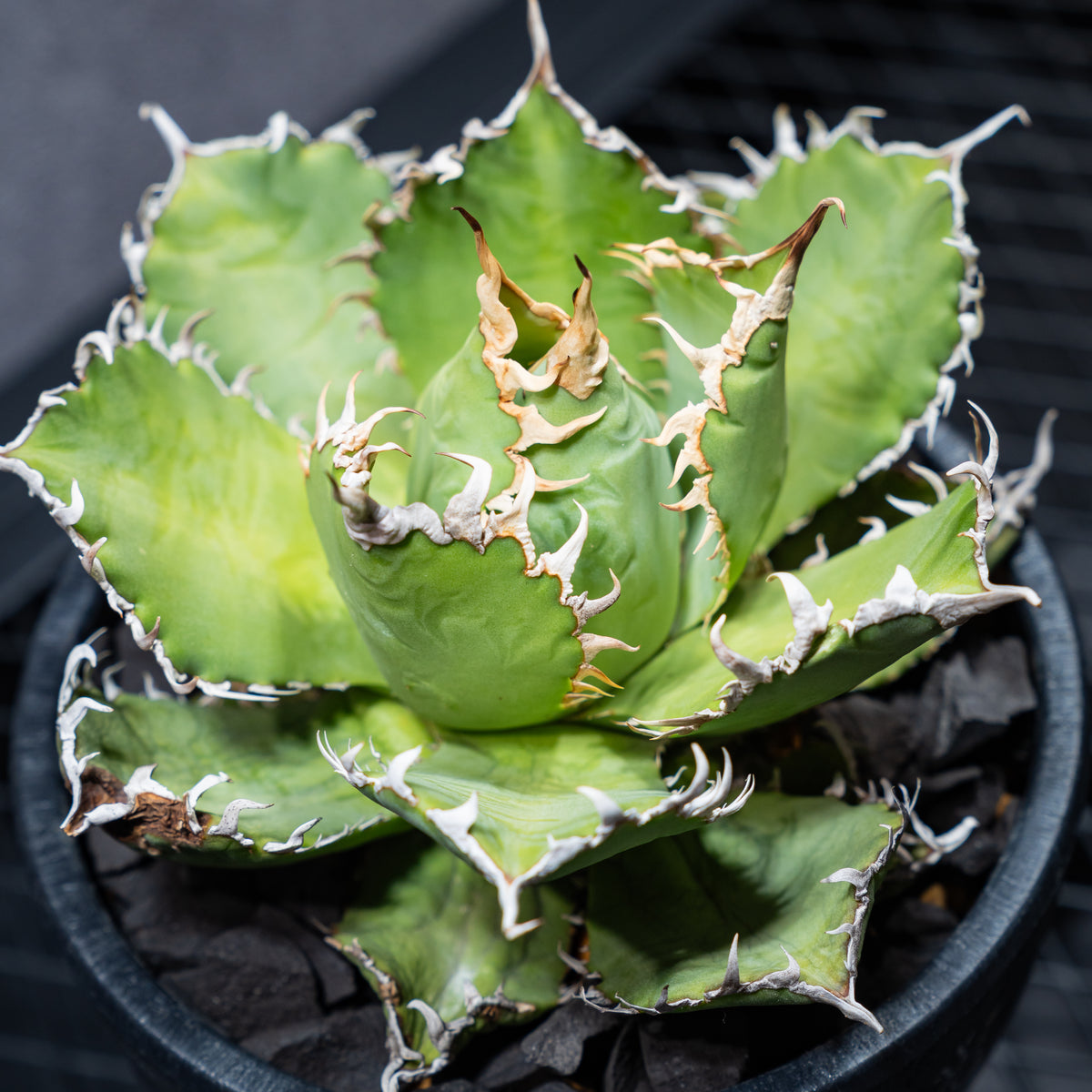 アガベ チタノタ フィリグリー06 LOGO ECO POT SIZE M 4.5号サイズ鉢 受け皿セット 商品画像8｜SOCIAL PLANT WORKS