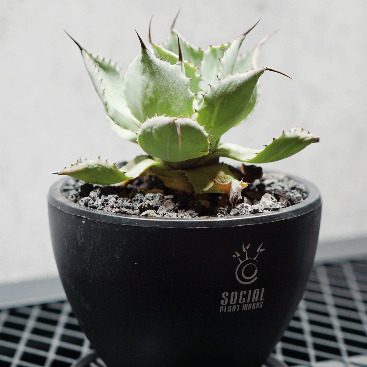 アガベ ポタトルム 風雷神01 LOGO ECO POT SIZE S 3.5号サイズ鉢 受け皿セット 商品画像3｜SOCIAL PLANT WORKS