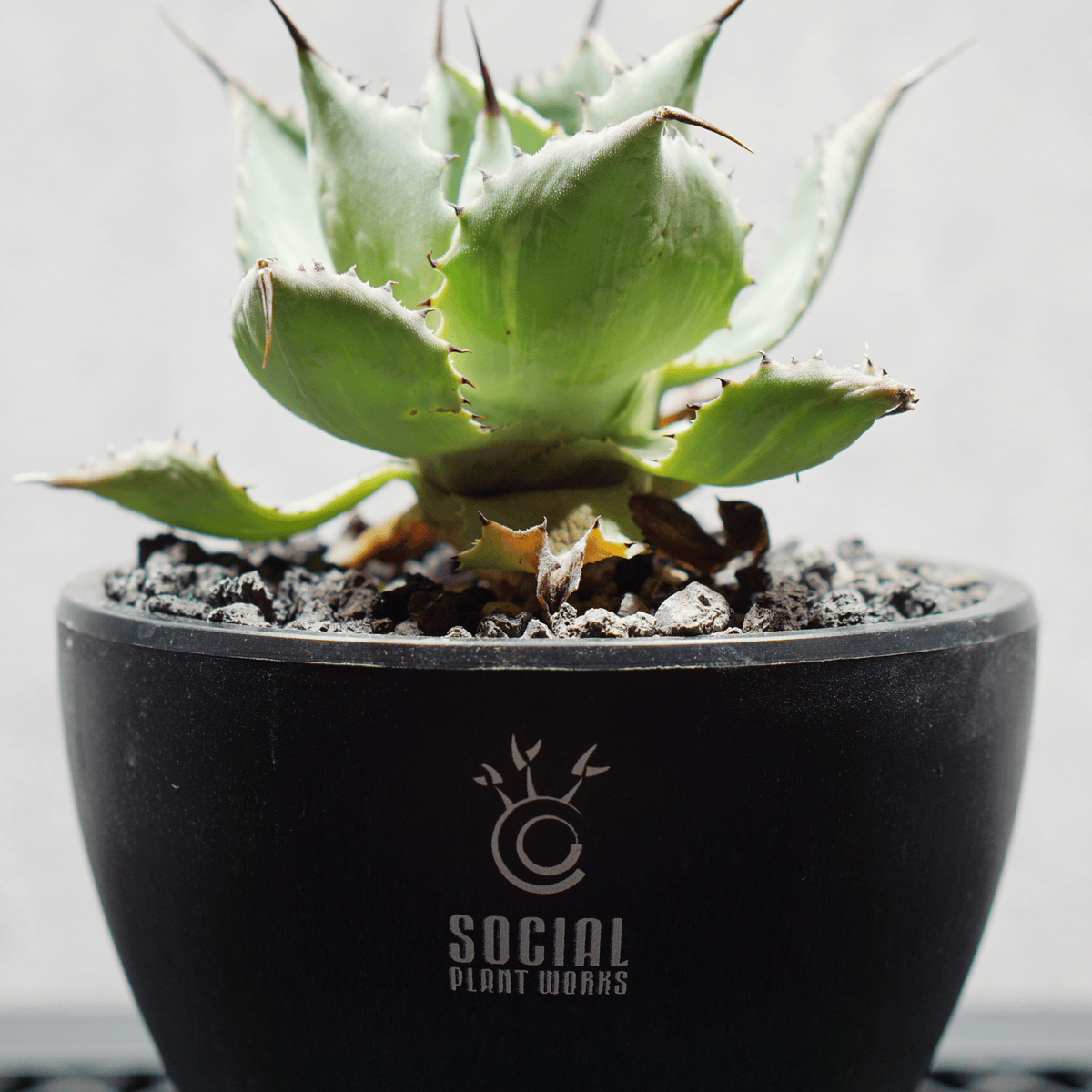 アガベ ポタトルム 風雷神01 LOGO ECO POT SIZE S 3.5号サイズ鉢 受け皿セット 商品画像5｜SOCIAL PLANT WORKS