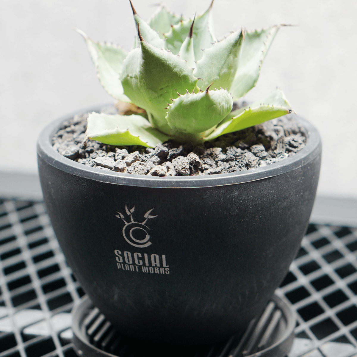 アガベ ポタトルム 風雷神02 LOGO ECO POT SIZE S 3.5号サイズ鉢 受け皿セット｜SOCIAL PLANT WORKS
