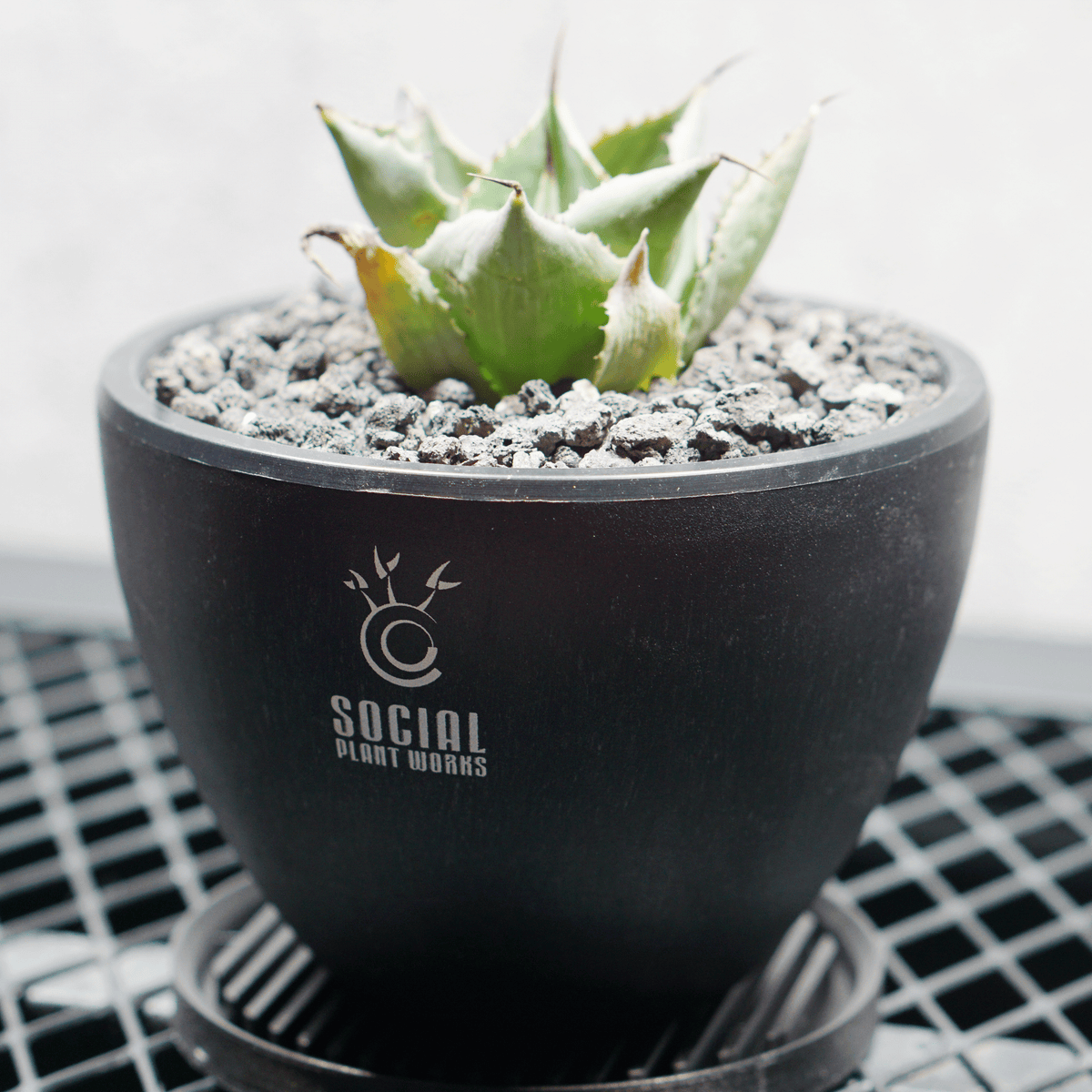 アガベ ポタトルム 風雷神03 LOGO ECO POT SIZE S 3.5号サイズ鉢 受け皿セット｜SOCIAL PLANT WORKS