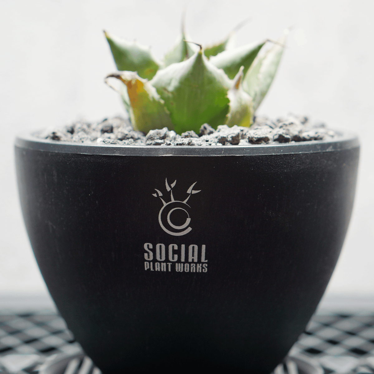 アガベ ポタトルム 風雷神03 LOGO ECO POT SIZE S 3.5号サイズ鉢 受け皿セット 商品画像4｜SOCIAL PLANT WORKS