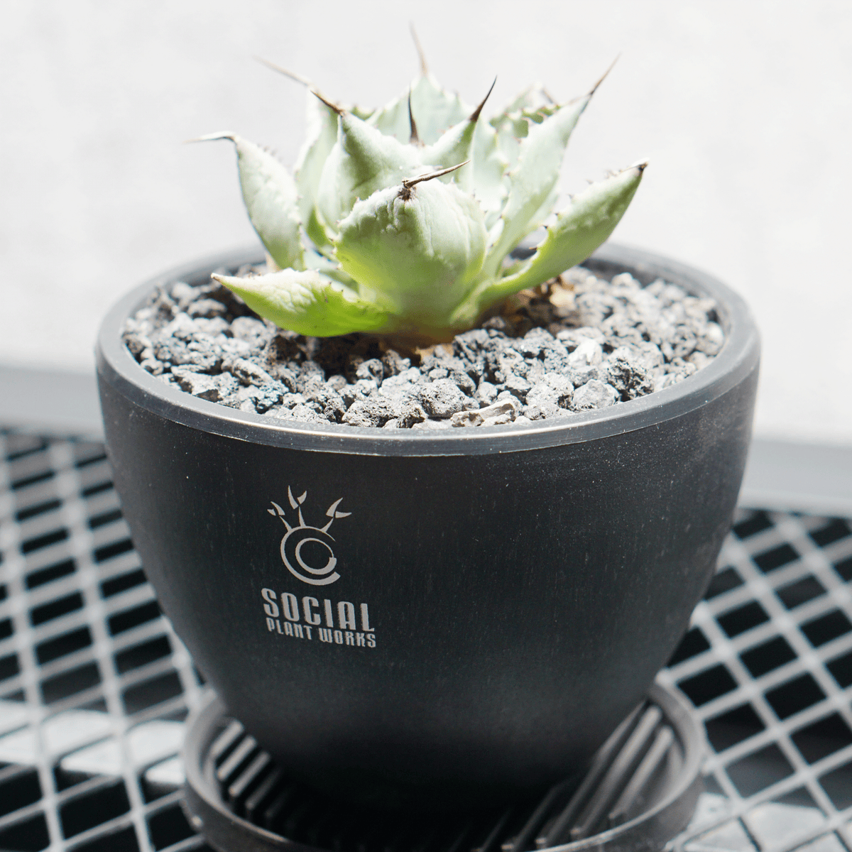 アガベ ポタトルム 風雷神04 LOGO ECO POT SIZE S 3.5号サイズ鉢 受け皿セット｜SOCIAL PLANT WORKS