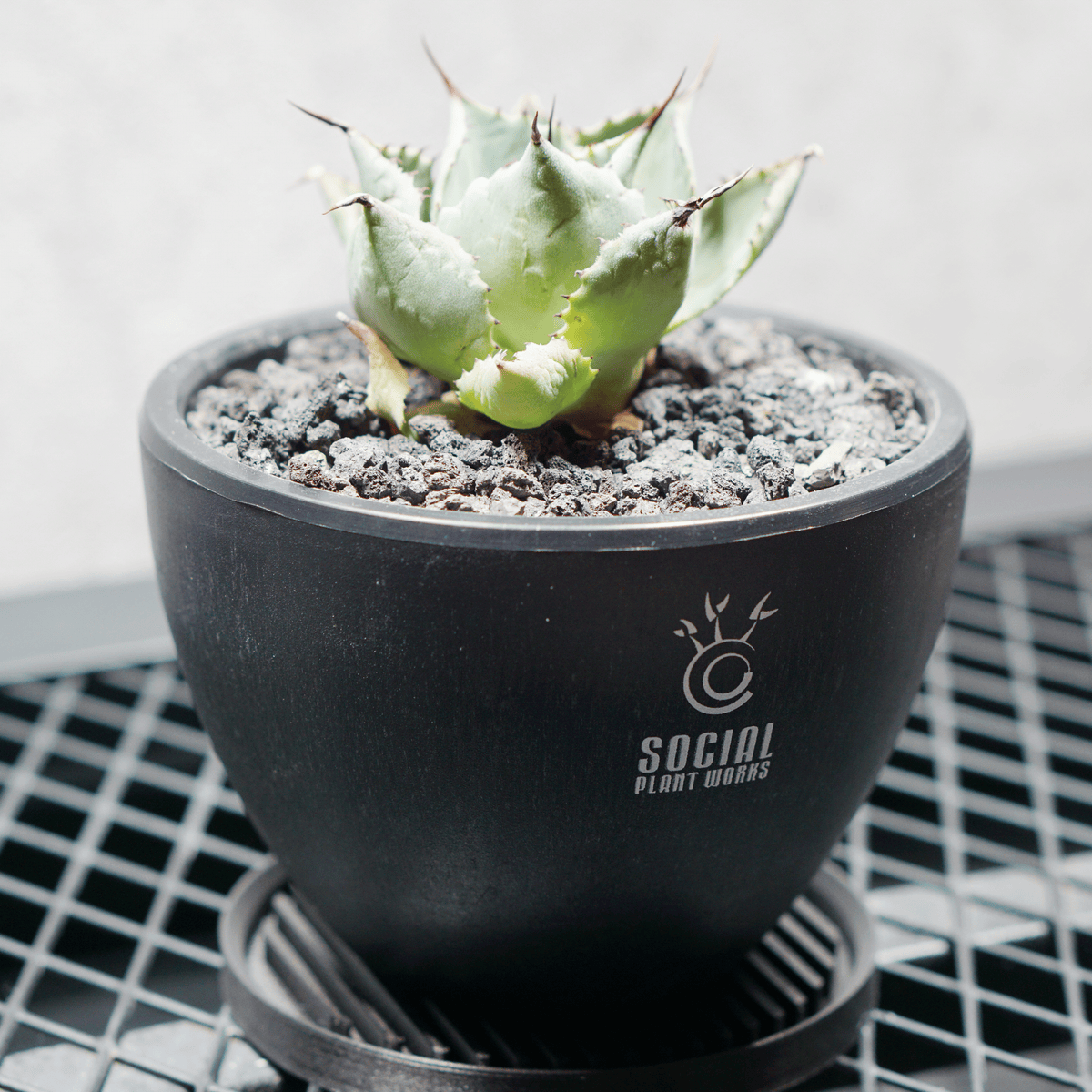 アガベ ポタトルム 風雷神04 LOGO ECO POT SIZE S 3.5号サイズ鉢 受け皿セット 商品画像2｜SOCIAL PLANT WORKS