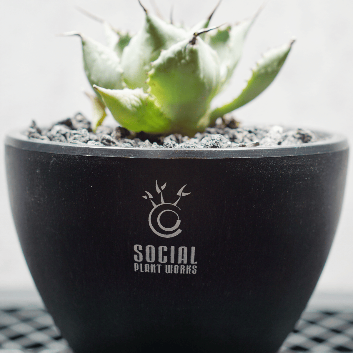 アガベ ポタトルム 風雷神04 LOGO ECO POT SIZE S 3.5号サイズ鉢 受け皿セット 商品画像4｜SOCIAL PLANT WORKS