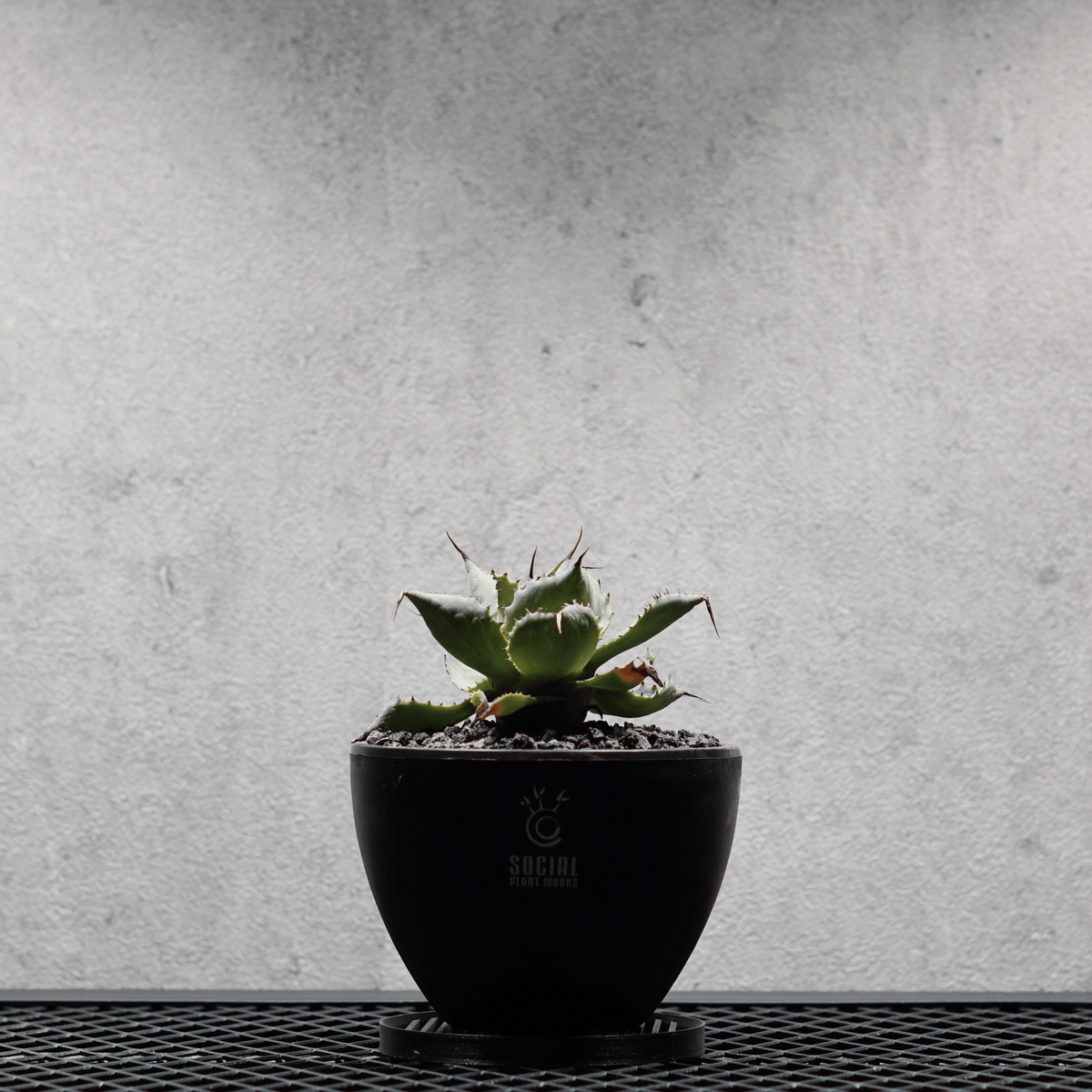 アガベ ポタトルム 風雷神05 LOGO ECO POT SIZE S 3.5号サイズ鉢 受け皿セット｜SOCIAL PLANT WORKS