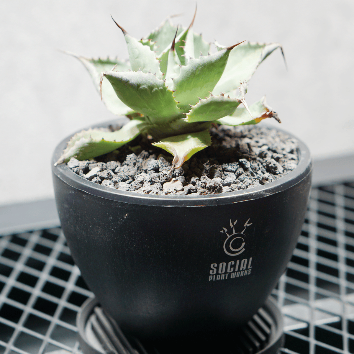 アガベ ポタトルム 風雷神05 LOGO ECO POT SIZE S 3.5号サイズ鉢 受け皿セット 商品画像3｜SOCIAL PLANT WORKS