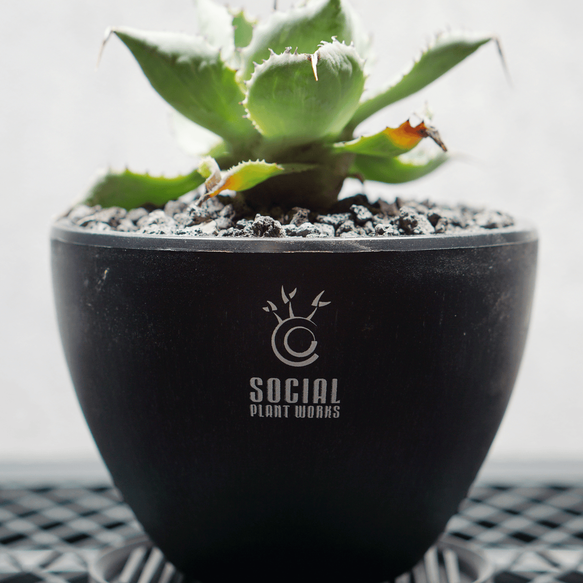 アガベ ポタトルム 風雷神05 LOGO ECO POT SIZE S 3.5号サイズ鉢 受け皿セット 商品画像5｜SOCIAL PLANT WORKS