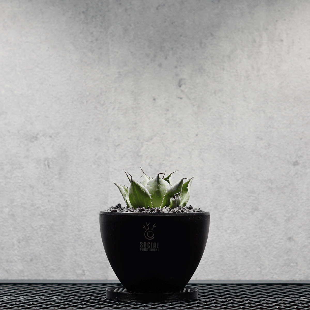 アガベ ポタトルム 風雷神06 LOGO ECO POT SIZE S 3.5号サイズ鉢 受け皿セット｜SOCIAL PLANT WORKS