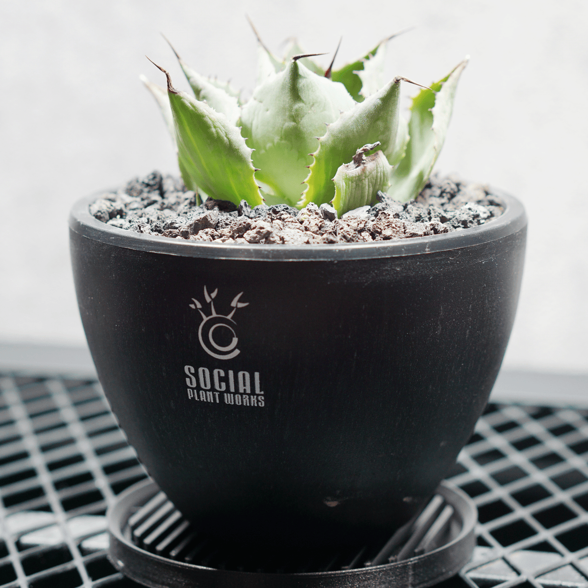 アガベ ポタトルム 風雷神06 LOGO ECO POT SIZE S 3.5号サイズ鉢 受け皿セット 商品画像2｜SOCIAL PLANT WORKS