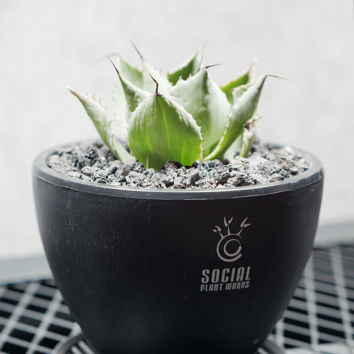 アガベ ポタトルム 風雷神06 LOGO ECO POT SIZE S 3.5号サイズ鉢 受け皿セット 商品画像3｜SOCIAL PLANT WORKS