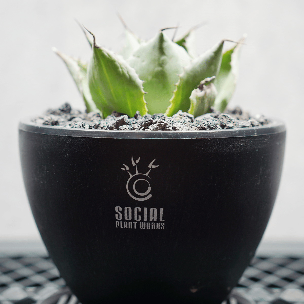 アガベ ポタトルム 風雷神06 LOGO ECO POT SIZE S 3.5号サイズ鉢 受け皿セット 商品画像5｜SOCIAL PLANT WORKS