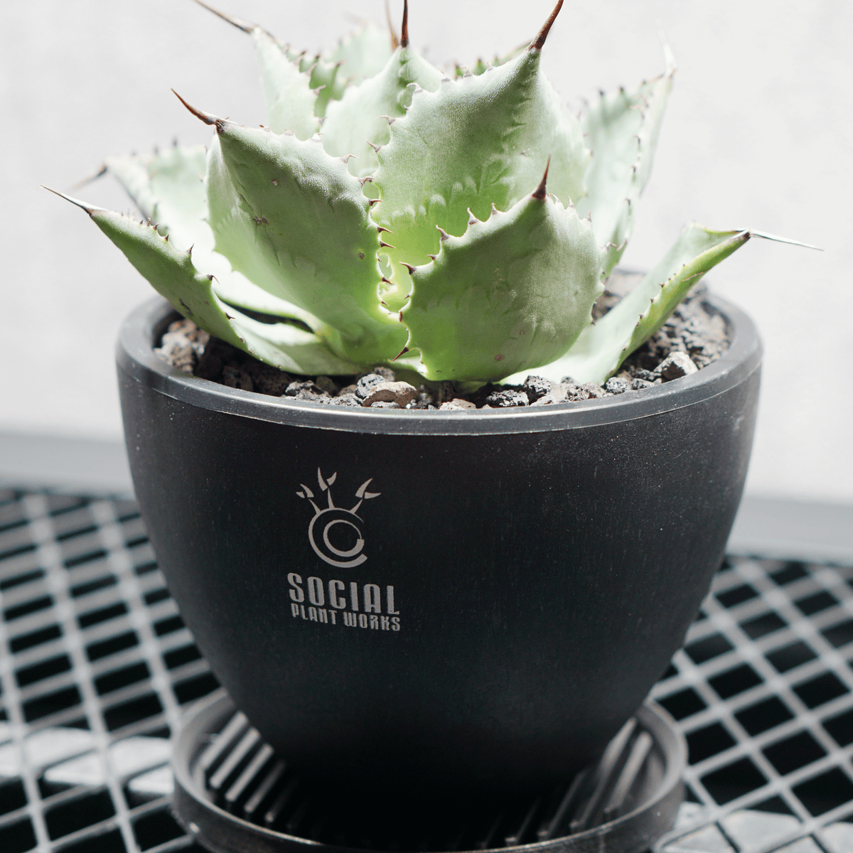 アガベ ポタトルム 風雷神07 LOGO ECO POT SIZE S 3.5号サイズ鉢 受け皿セット｜SOCIAL PLANT WORKS