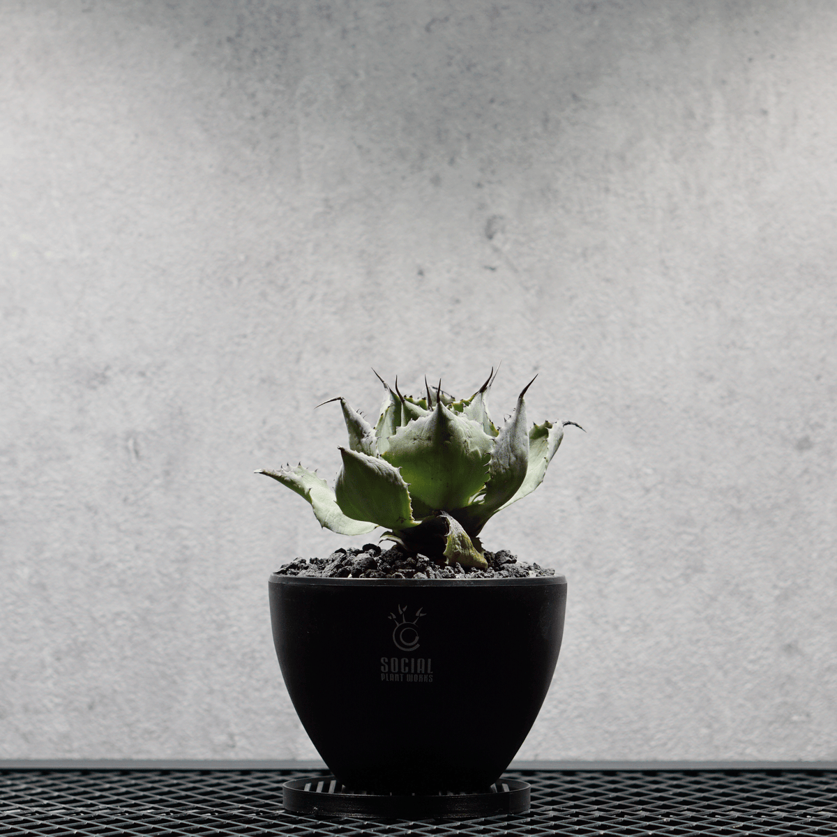 アガベ ポタトルム 風雷神08 LOGO ECO POT SIZE S 3.5号サイズ鉢 受け皿セット｜SOCIAL PLANT WORKS
