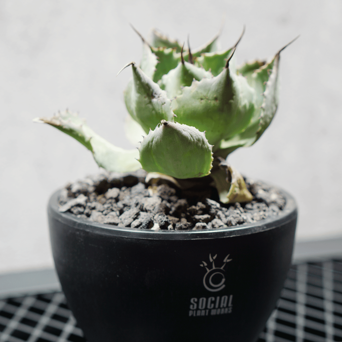 アガベ ポタトルム 風雷神08 LOGO ECO POT SIZE S 3.5号サイズ鉢 受け皿セット 商品画像3｜SOCIAL PLANT WORKS
