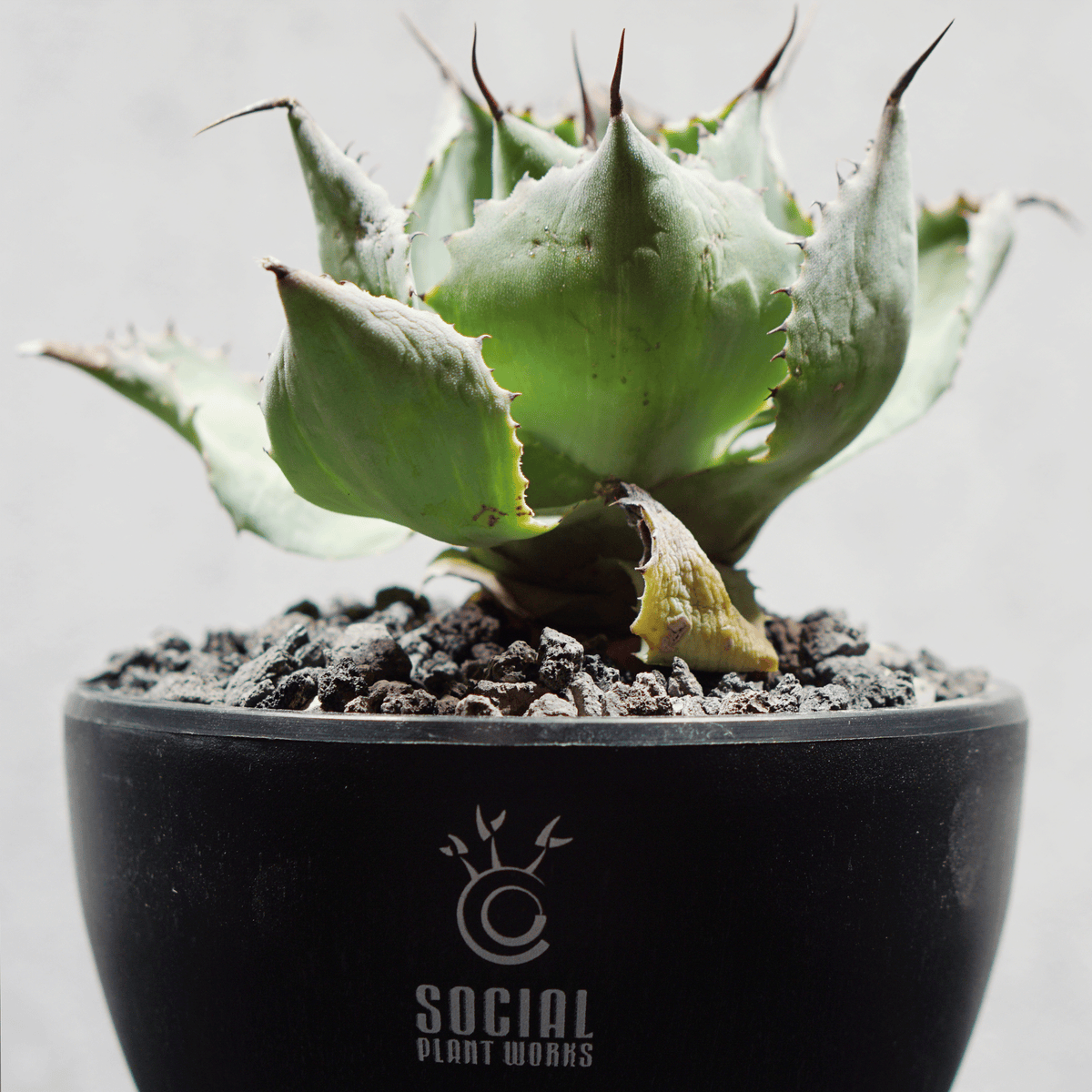 アガベ ポタトルム 風雷神08 LOGO ECO POT SIZE S 3.5号サイズ鉢 受け皿セット 商品画像5｜SOCIAL PLANT WORKS