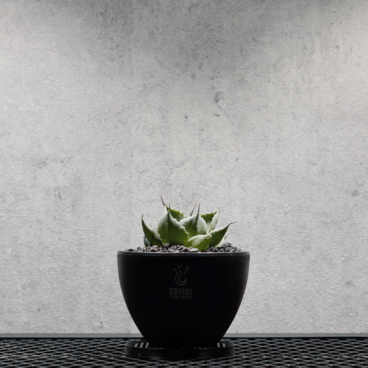 アガベ ポタトルム 風雷神09 LOGO ECO POT SIZE S 3.5号サイズ鉢 受け皿セット｜SOCIAL PLANT WORKS
