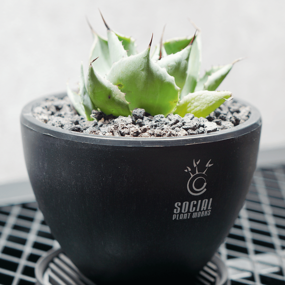アガベ ポタトルム 風雷神09 LOGO ECO POT SIZE S 3.5号サイズ鉢 受け皿セット 商品画像3｜SOCIAL PLANT WORKS