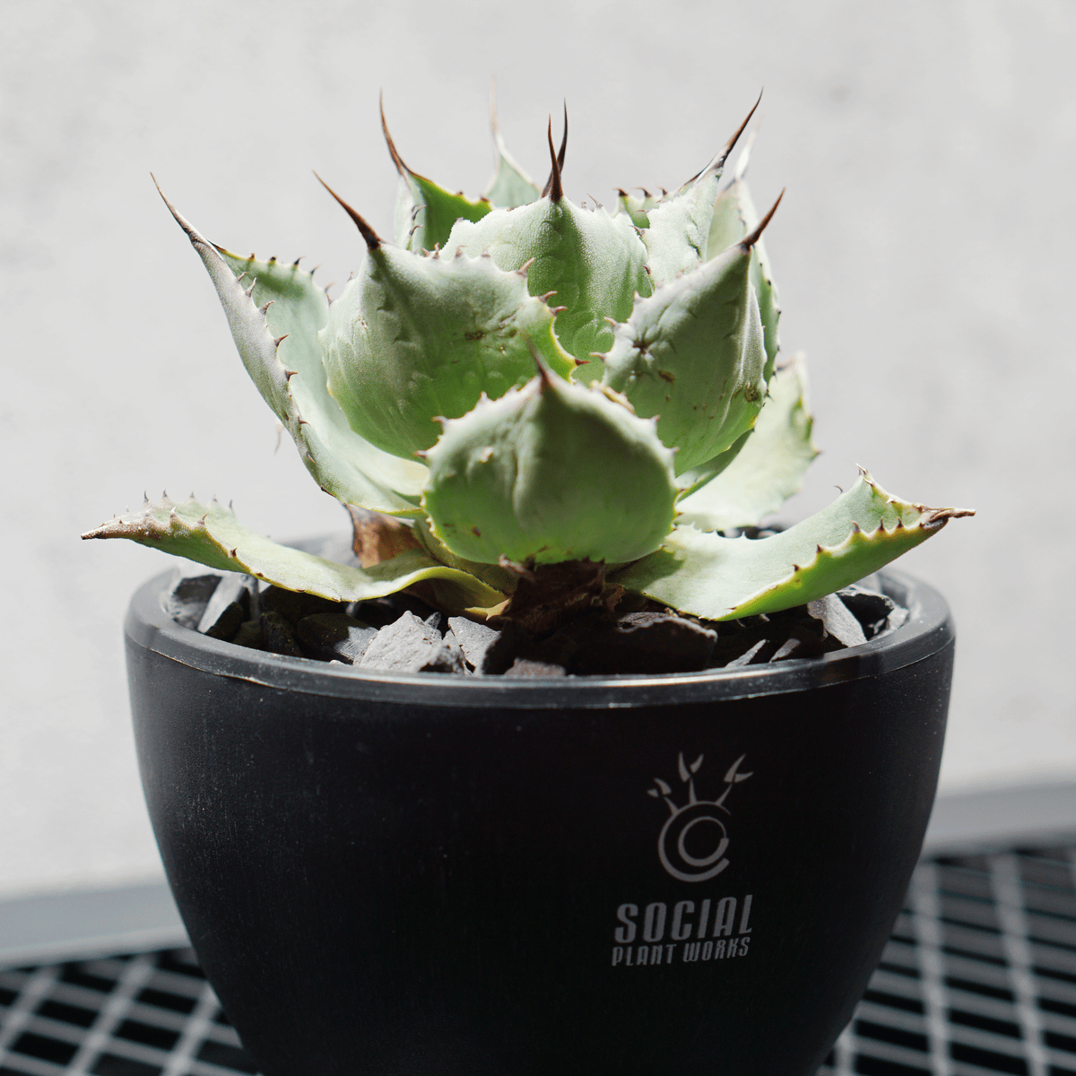 アガベ ポタトルム 風雷神10 LOGO ECO POT SIZE S 3.5号サイズ鉢 受け皿セット 商品画像2｜SOCIAL PLANT WORKS