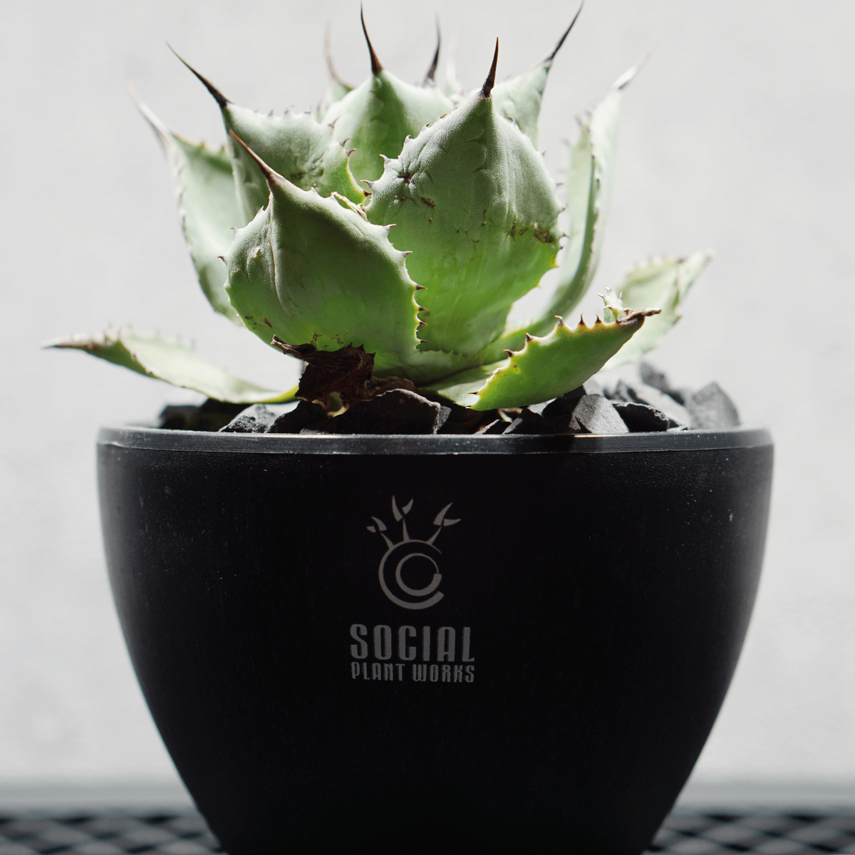 アガベ ポタトルム 風雷神10 LOGO ECO POT SIZE S 3.5号サイズ鉢 受け皿セット 商品画像4｜SOCIAL PLANT WORKS