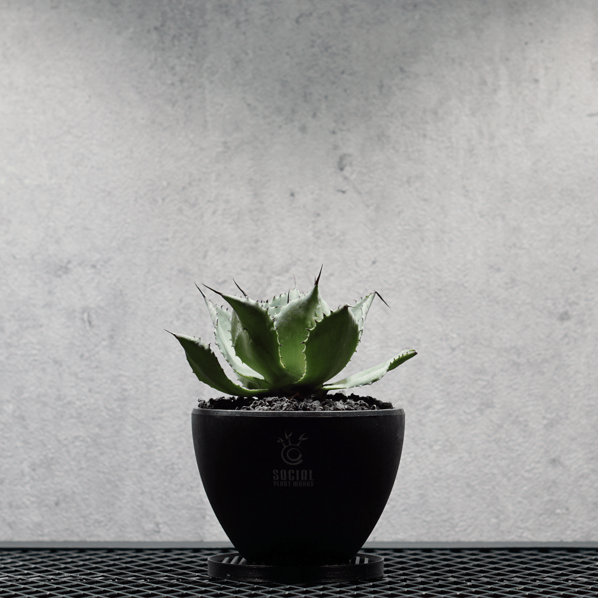 アガベ ポタトルム 風雷神11 LOGO ECO POT SIZE S 3.5号サイズ鉢 受け皿セット｜SOCIAL PLANT WORKS