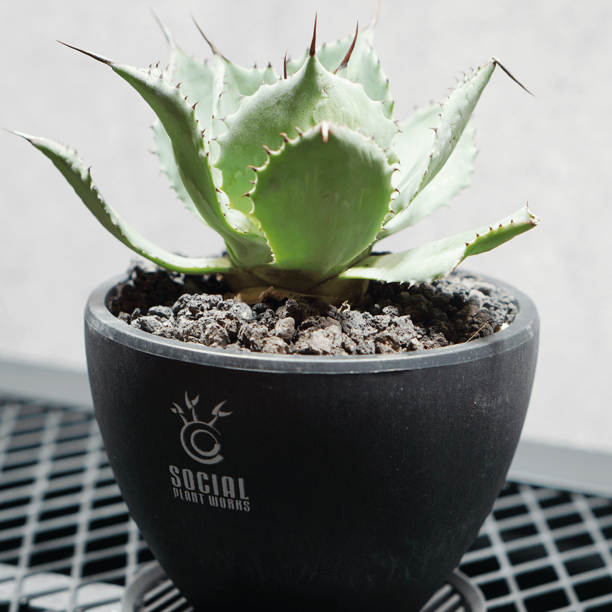 アガベ ポタトルム 風雷神11 LOGO ECO POT SIZE S 3.5号サイズ鉢 受け皿セット 商品画像2｜SOCIAL PLANT WORKS
