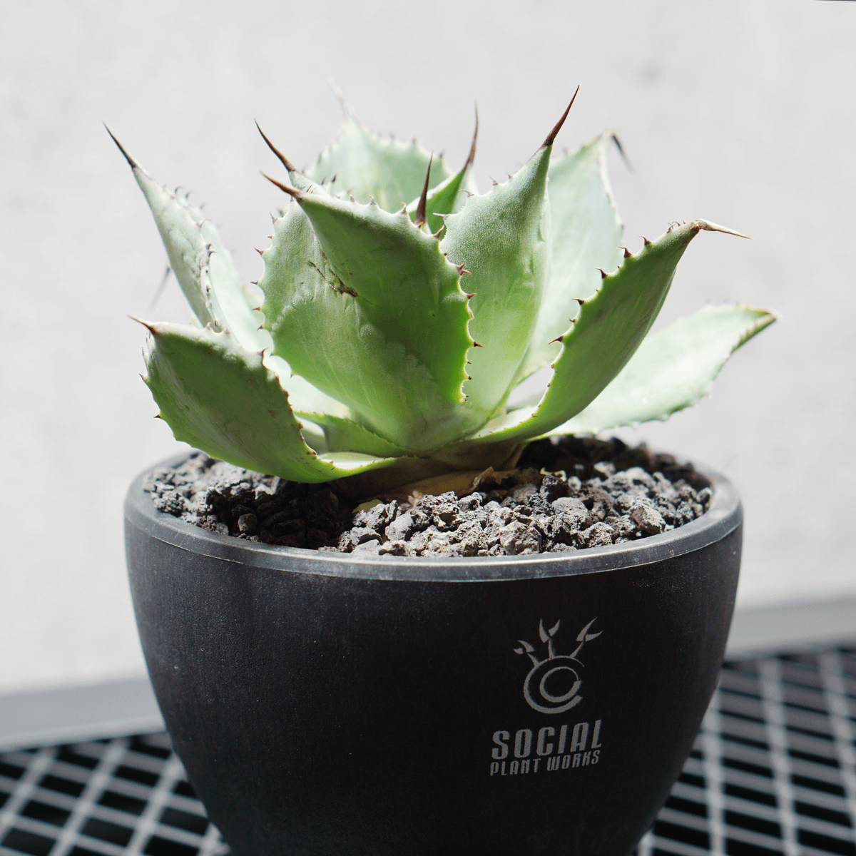アガベ ポタトルム 風雷神11 LOGO ECO POT SIZE S 3.5号サイズ鉢 受け皿セット 商品画像3｜SOCIAL PLANT WORKS