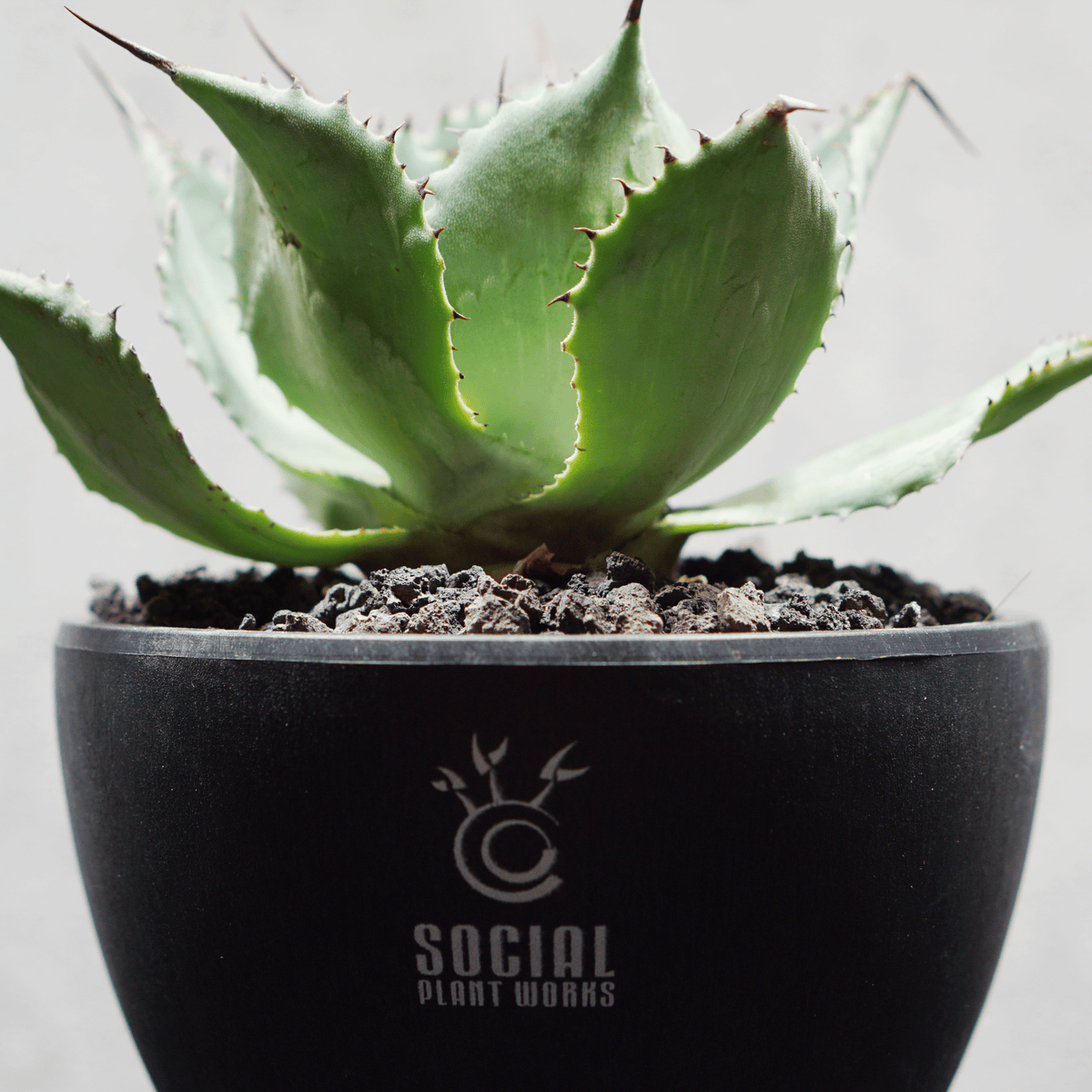 アガベ ポタトルム 風雷神11 LOGO ECO POT SIZE S 3.5号サイズ鉢 受け皿セット 商品画像5｜SOCIAL PLANT WORKS