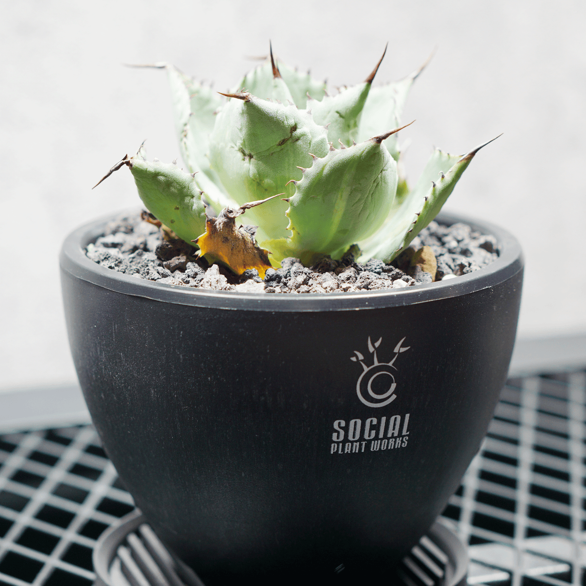 アガベ ポタトルム 風雷神12 LOGO ECO POT SIZE S 3.5号サイズ鉢 受け皿セット 商品画像2｜SOCIAL PLANT WORKS