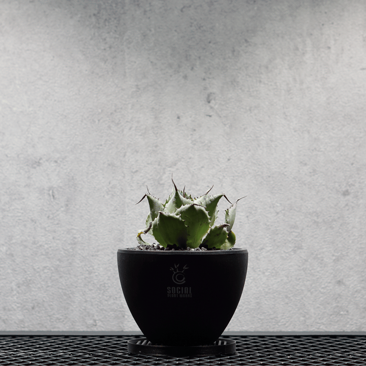 アガベ ポタトルム 風雷神13 LOGO ECO POT SIZE S 3.5号サイズ鉢 受け皿セット｜SOCIAL PLANT WORKS