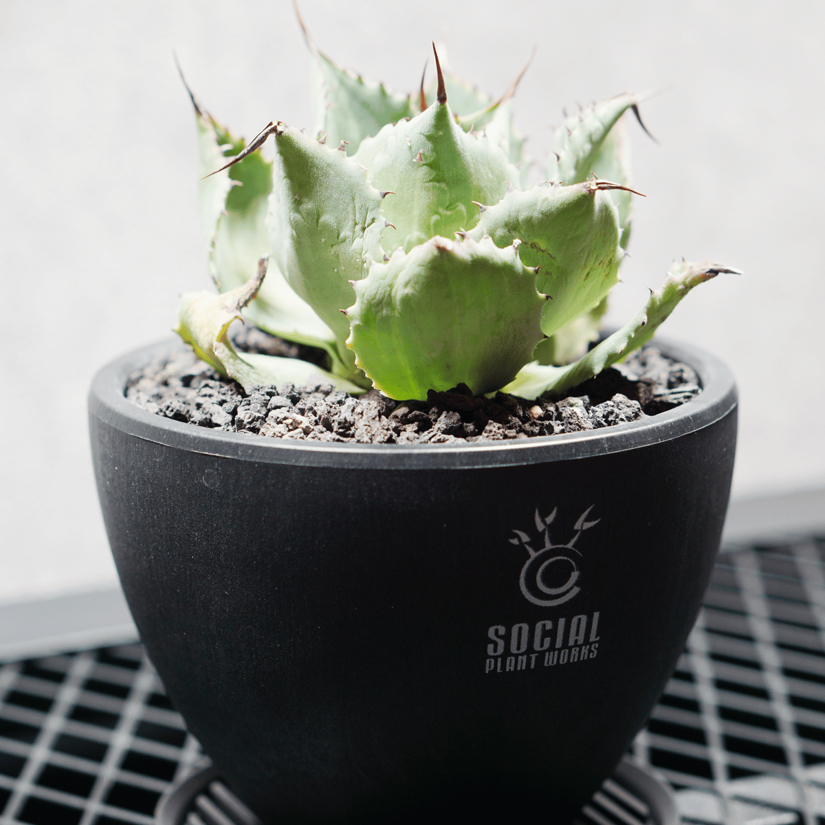アガベ ポタトルム 風雷神13 LOGO ECO POT SIZE S 3.5号サイズ鉢 受け皿セット 商品画像3｜SOCIAL PLANT WORKS