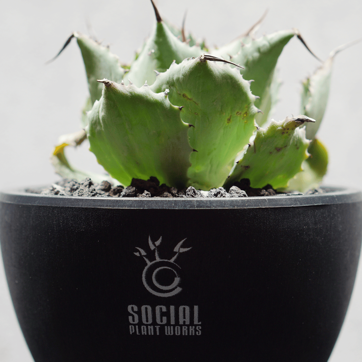 アガベ ポタトルム 風雷神13 LOGO ECO POT SIZE S 3.5号サイズ鉢 受け皿セット 商品画像5｜SOCIAL PLANT WORKS