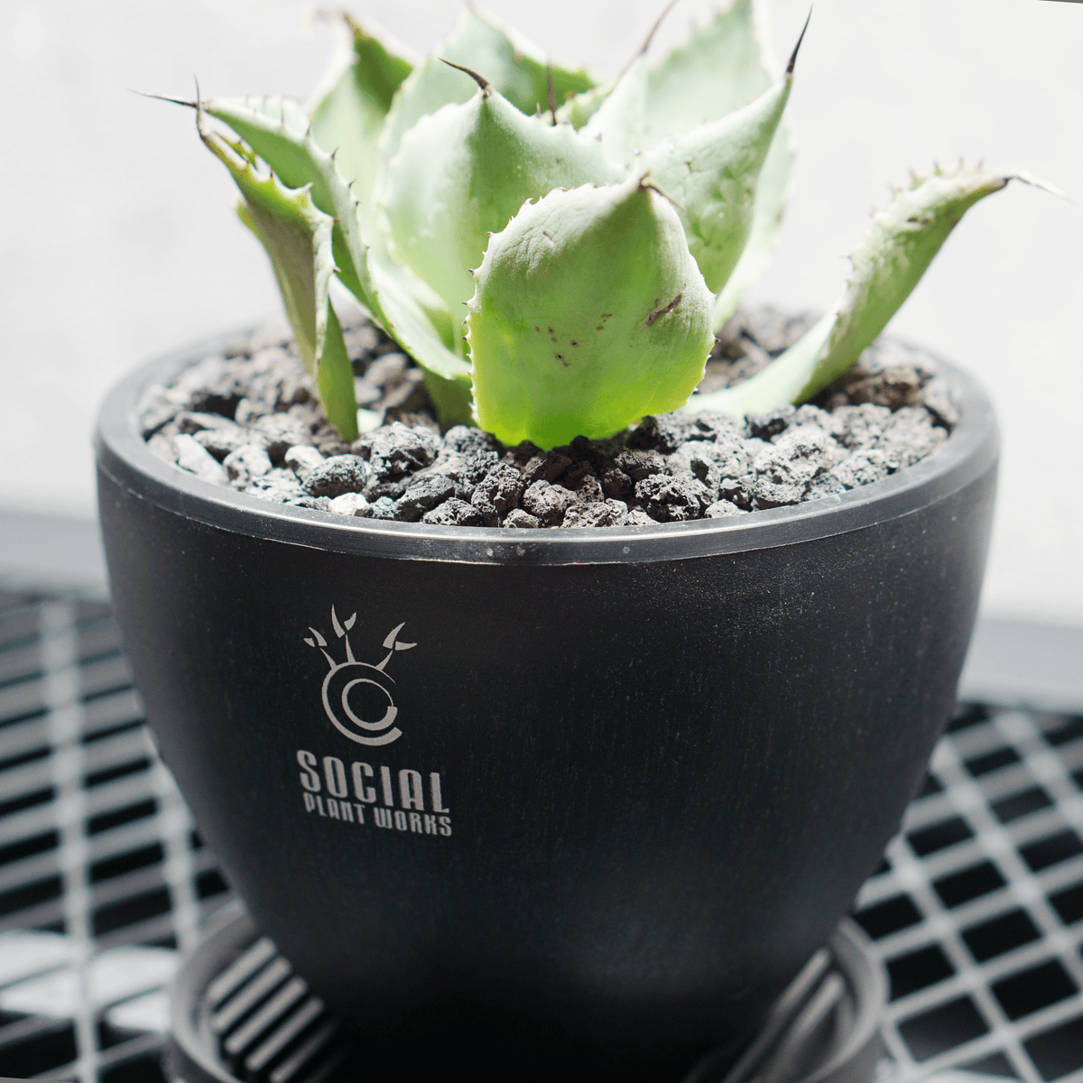アガベ ポタトルム 風雷神14 LOGO ECO POT SIZE S 3.5号サイズ鉢 受け皿セット｜SOCIAL PLANT WORKS