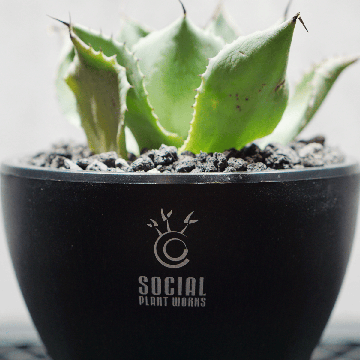 アガベ ポタトルム 風雷神14 LOGO ECO POT SIZE S 3.5号サイズ鉢 受け皿セット 商品画像4｜SOCIAL PLANT WORKS