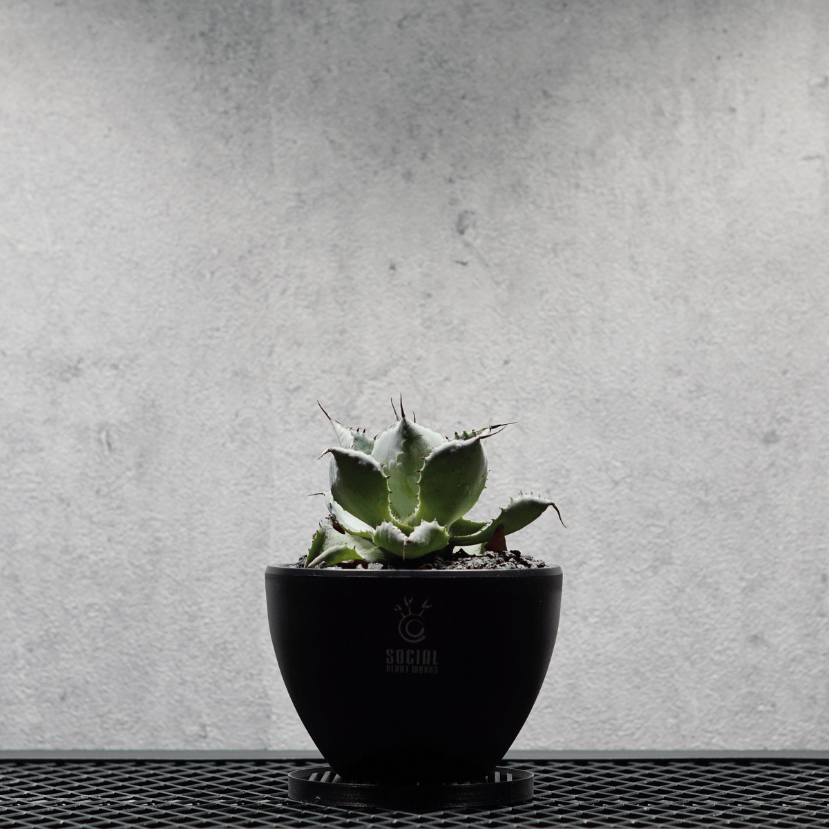 アガベ ポタトルム 風雷神15 LOGO ECO POT SIZE S 3.5号サイズ鉢 受け皿セット｜SOCIAL PLANT WORKS